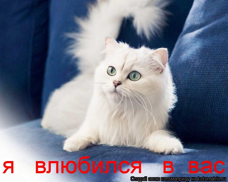 Котоматрица: я   влюбился   в  вас