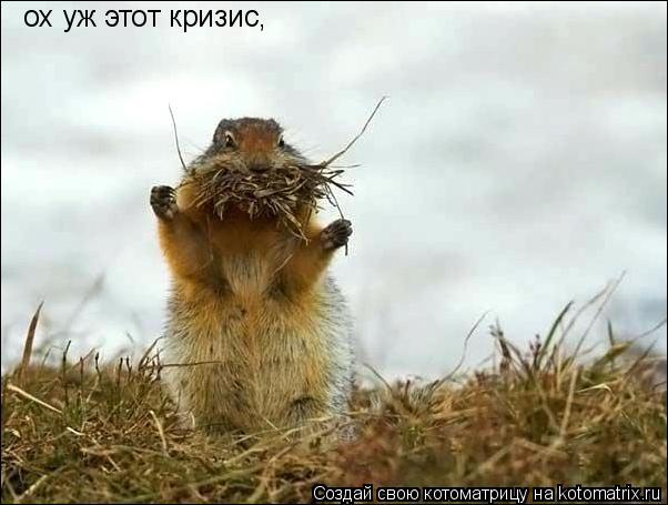 ох уж этот кризис,... Котоматрица: ох уж этот кризис,