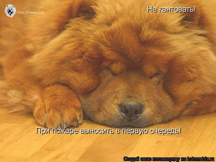 Котоматрица: Не кантовать! При пожаре выносить в первую очередь!
