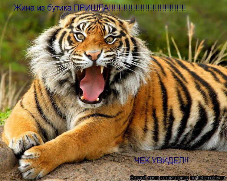 Котоматрица: Жина из бутика ПРИШЛА!!!!!!!!!!!!!!!!!!!!!!!!!!!!!!!! Жина из бутика ПРИШЛА!!!!!!!!!!!!!!!!!!!!!!!!!!!!!!!! ЧЕК УВИДЕЛ!!