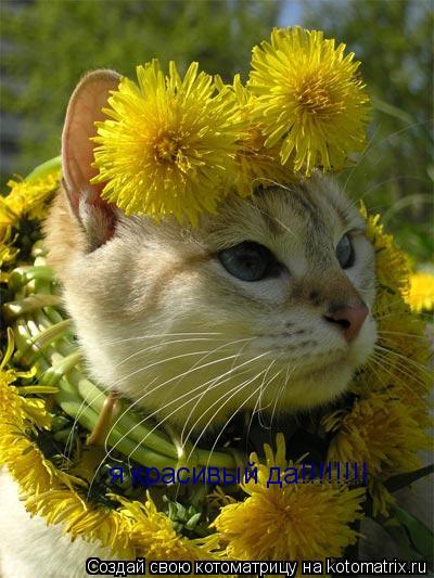 Котоматрица: я красивый да!!!!!!!!