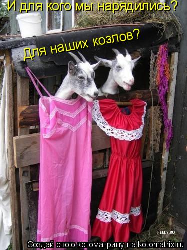 Котоматрица: И для кого мы нарядились? Для наших козлов?