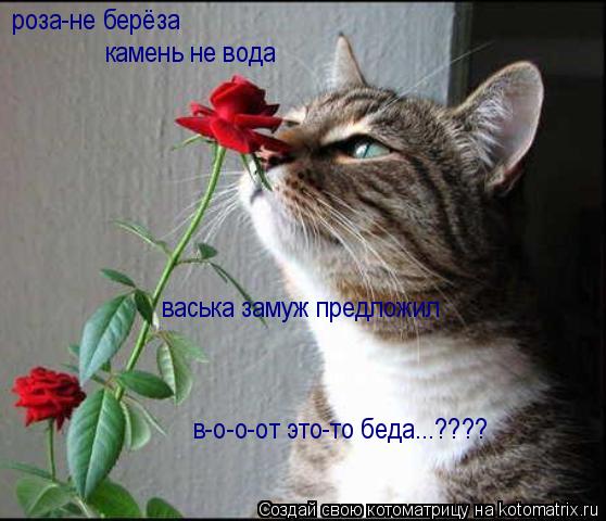 Котоматрица: роза-не берёза  камень не вода васька замуж предложил в-о-о-от это-то беда...????