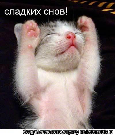 Котоматрица: сладких снов!