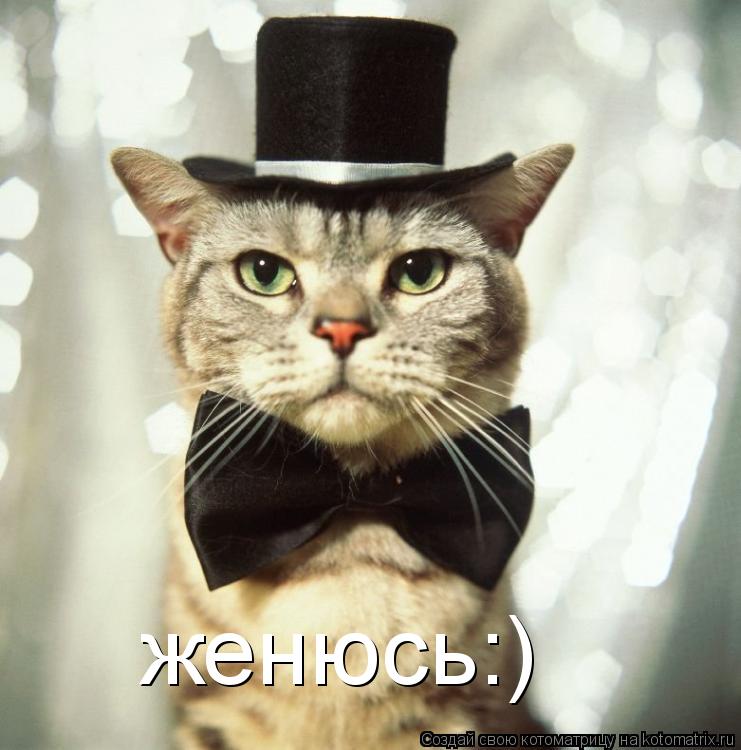 женюсь:)... Котоматрица: женюсь:)