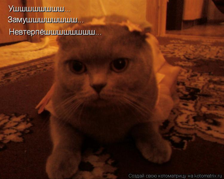 Котоматрица: Ушшшшшшшш... Замушшшшшшшш... Невтерпёшшшшшшшш...