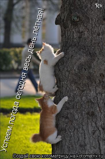 Котоматрица: Успеем.погода сегодня весь день лётная!