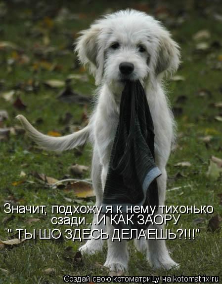 Котоматрица: Значит, подхожу я к нему тихонько сзади...И КАК ЗАОРУ  " ТЫ ШО ЗДЕСЬ ДЕЛАЕШЬ?!!!"