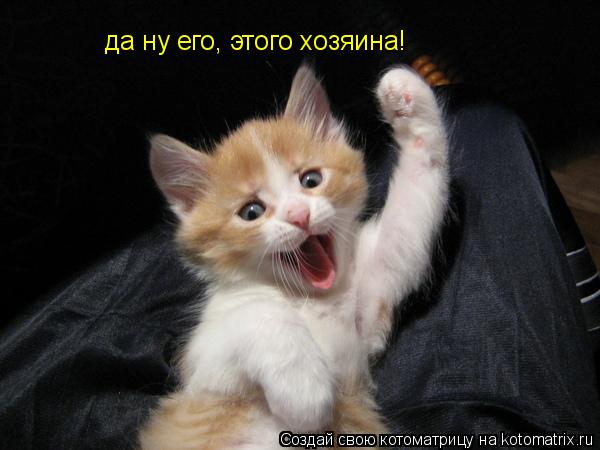 Котоматрица: да ну его, этого хозяина!