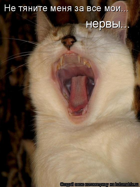 Котоматрица: Не тяните меня за все мои... нервы...