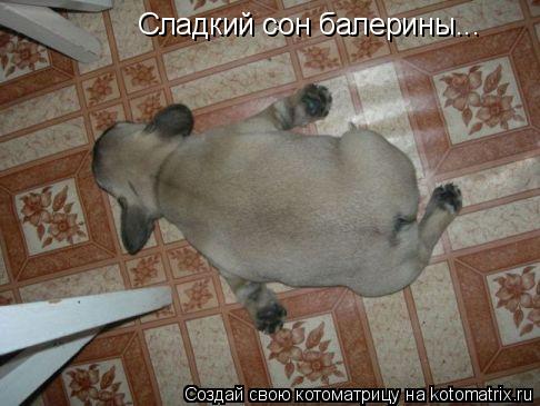 Котоматрица: Сладкий сон балерины...