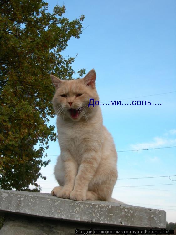 Котоматрица: До....ми....соль....