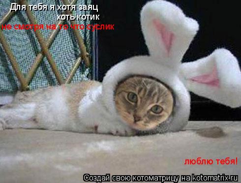 Котоматрица: Для тебя я хотя заяц хоть котик не смотря на то что суслик люблю тебя!
