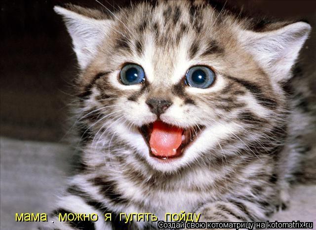 Котоматрица: .