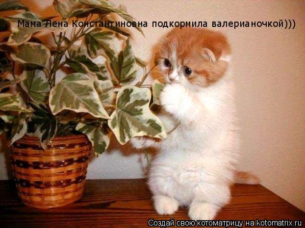 Мама Лена Константиновна подкормила валерианочкой))) Мама Лена Константиновна подкормила валерианочко... Котоматрица: Мама Лена Константиновна подкормила валерианочкой))) Мама Лена Константиновна подкормила валерианочкой)))