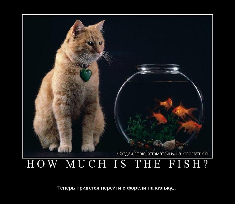 Котоматрица: H O W   M U C H   I S   T H E   F I S H ? 