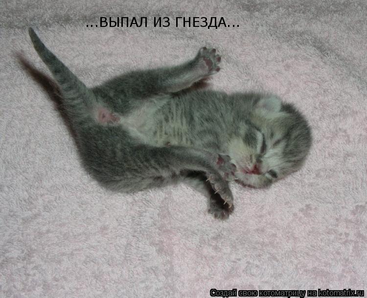 ...ВЫПАЛ ИЗ ГНЕЗДА...... Котоматрица: ...ВЫПАЛ ИЗ ГНЕЗДА...