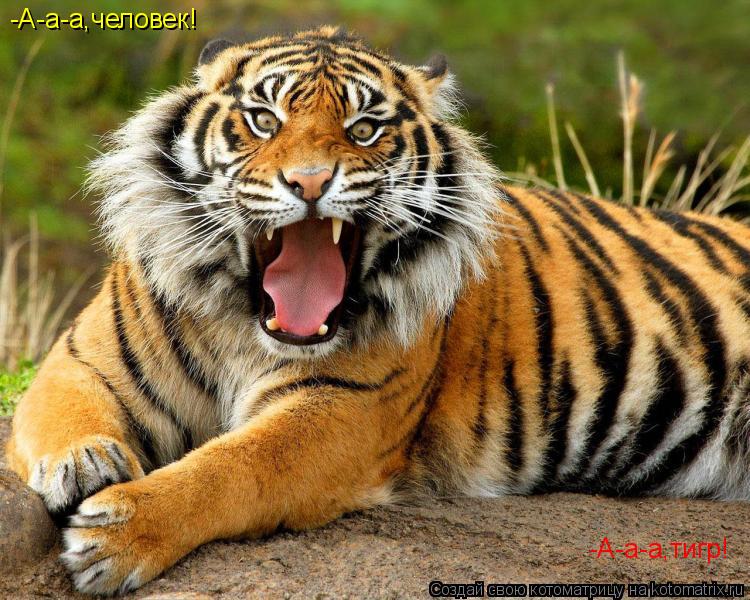 Котоматрица: -А-а-а,тигр! -А-а-а,человек!
