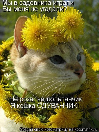 Котоматрица: Мы в садовника играли  Вы меня не угадали? Не роза, не тюльпанчик, Я кошка ОДУВАНЧИК!