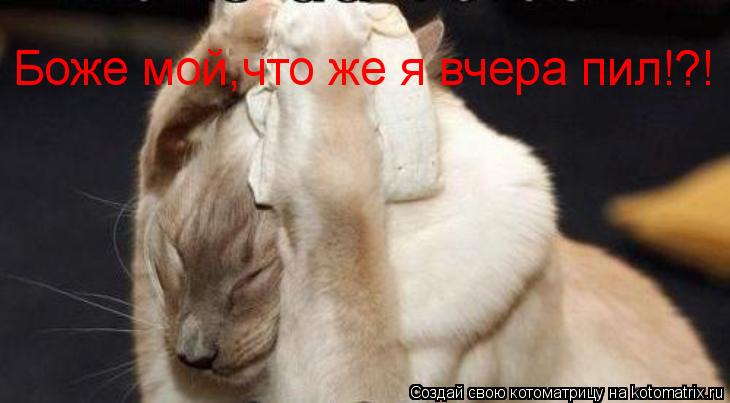 Котоматрица: Боже мой,что же я вчера пил!?!