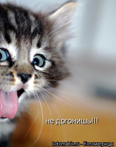 не догонишь!!!... Котоматрица: не догонишь!!!