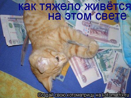 как тяжело живётся на этом свете... Котоматрица: как тяжело живётся на этом свете