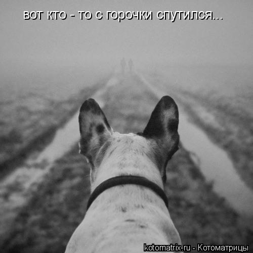 вот кто - то с горочки спутился...... Котоматрица: вот кто - то с горочки спутился...