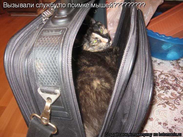 Котоматрица: Вызывали службу по поимке мышей?????????