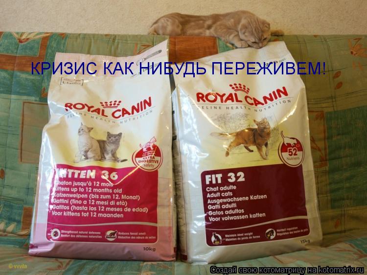 КРИЗИС КАК НИБУДЬ ПЕРЕЖИВЕМ!... Котоматрица: КРИЗИС КАК НИБУДЬ ПЕРЕЖИВЕМ!