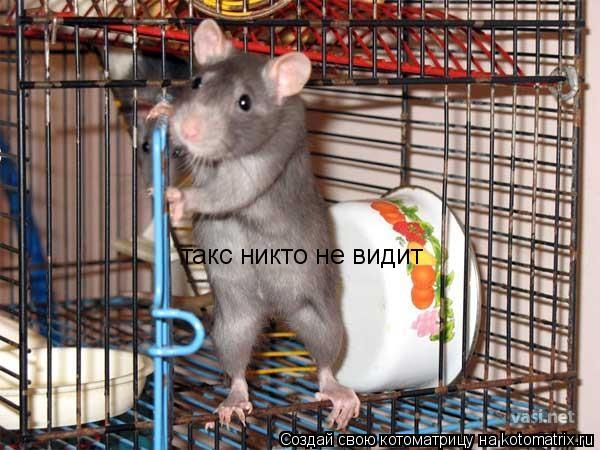 Котоматрица: такс никто не видит
