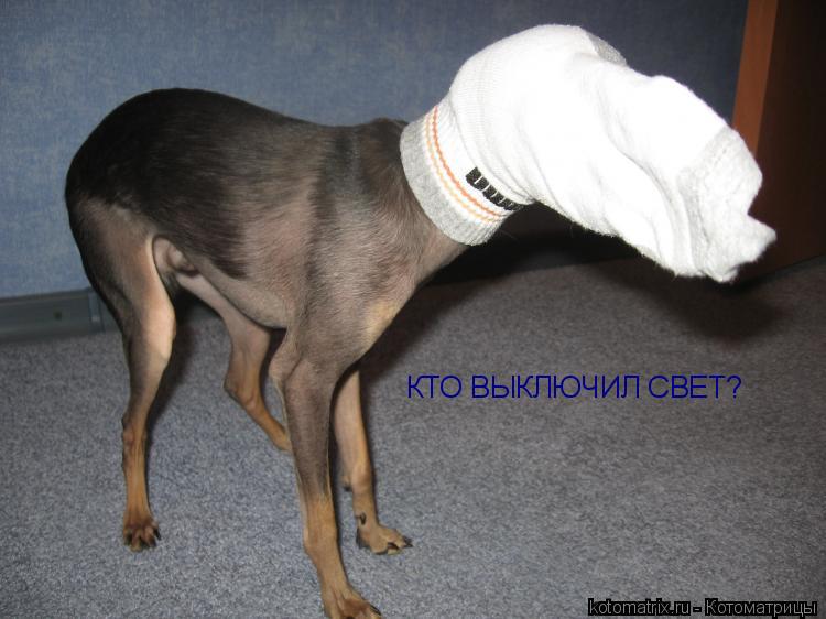 Котоматрица: КТО ВЫКЛЮЧИЛ СВЕТ?