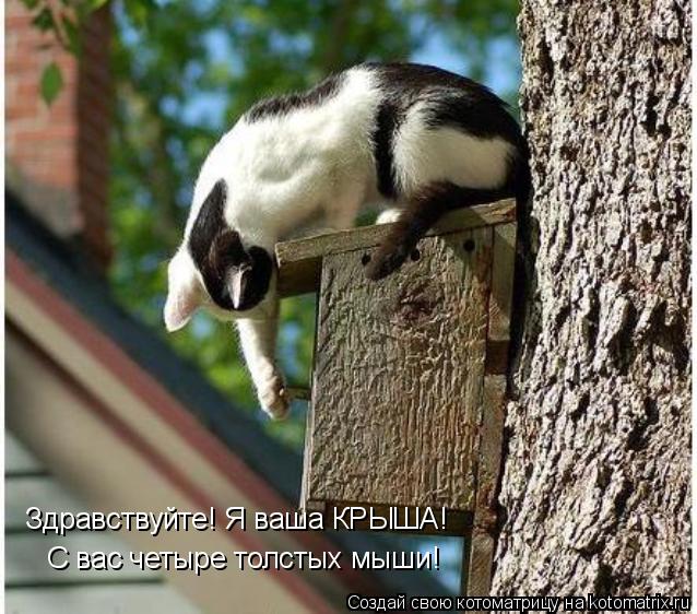 Здравствуйте! Я ваша КРЫША! С вас четыре толстых мыши!... Котоматрица: Здравствуйте! Я ваша КРЫША! С вас четыре толстых мыши!
