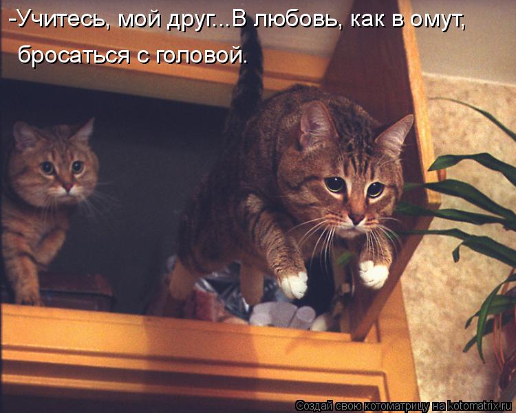 Котоматрица: -Учитесь, мой друг...В любовь, как в омут, бросаться с головой.