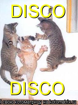 Котоматрица: DISCO DISCO