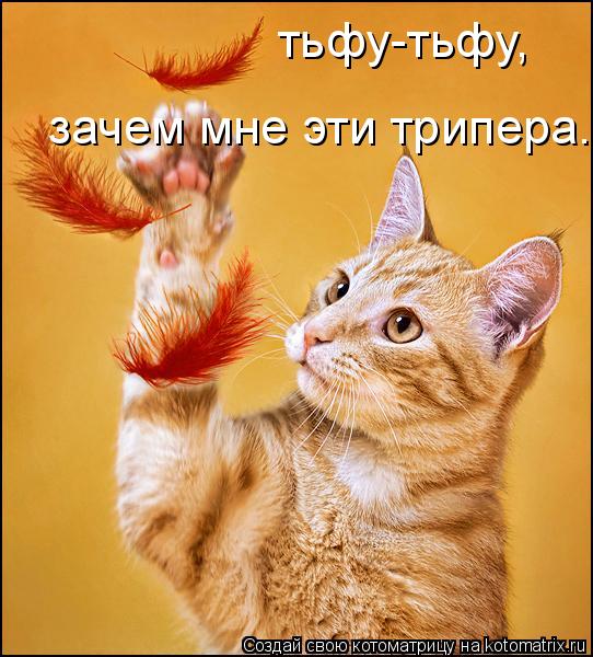 тьфу-тьфу, зачем мне эти трипера.... Котоматрица: тьфу-тьфу, зачем мне эти трипера.