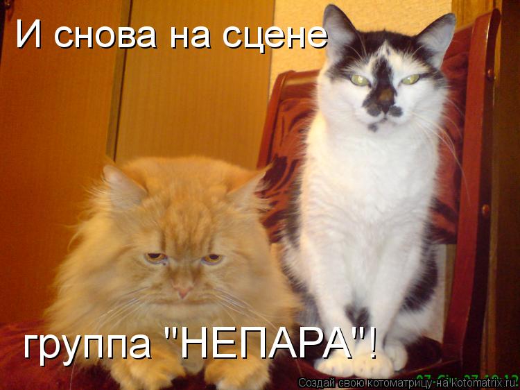Котоматрица: И снова на сцене группа "НЕПАРА"!