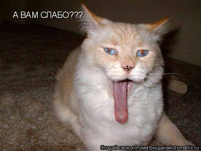 Котоматрица: А ВАМ СЛАБО???