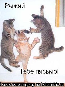 Котоматрица: Рыжий!  Тебе письмо!