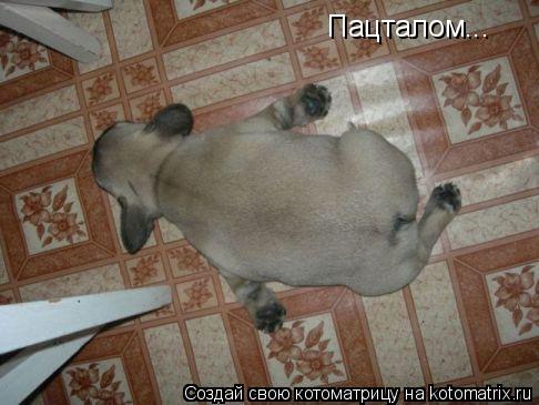 Пацталом...... Котоматрица: Пацталом...