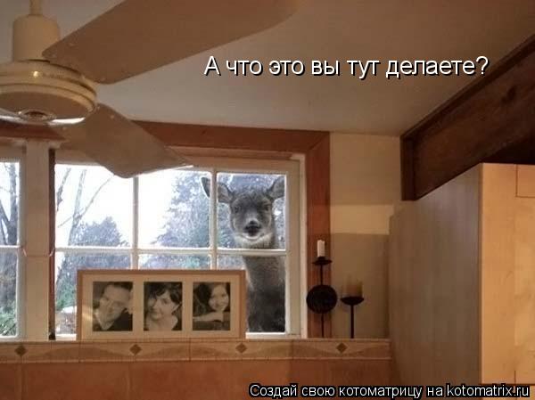 Котоматрица: А что это вы тут делаете?