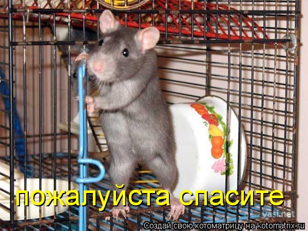 Котоматрица: пожалуйста спасите