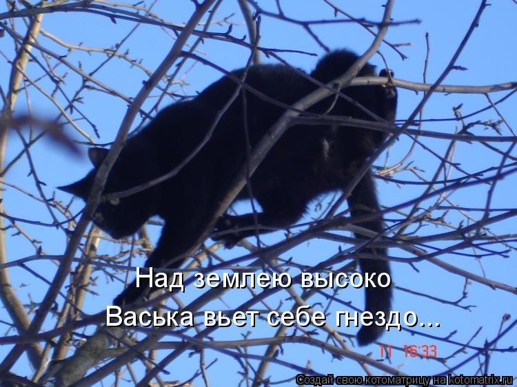 Котоматрица: Над землею высоко  Васька вьет себе гнездо...