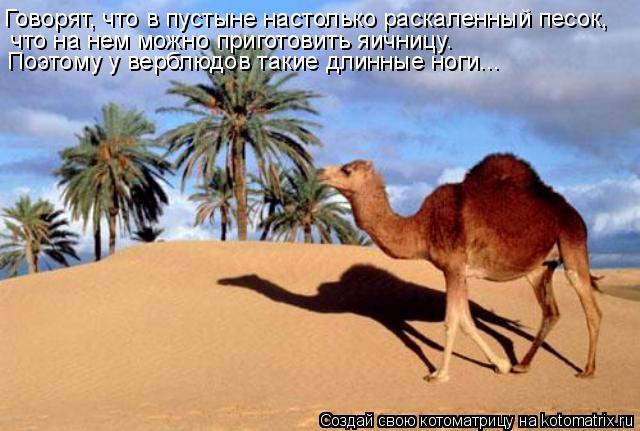 Котоматрица: Говорят, что в пустыне настолько раскаленный песок,   что на нем можно приготовить яичницу.  Поэтому у верблюдов такие длинные ноги...