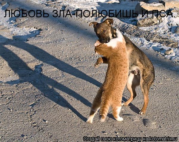 ЛЮБОВЬ ЗЛА-ПОЛЮБИШЬ И ПСА.... Котоматрица: ЛЮБОВЬ ЗЛА-ПОЛЮБИШЬ И ПСА.