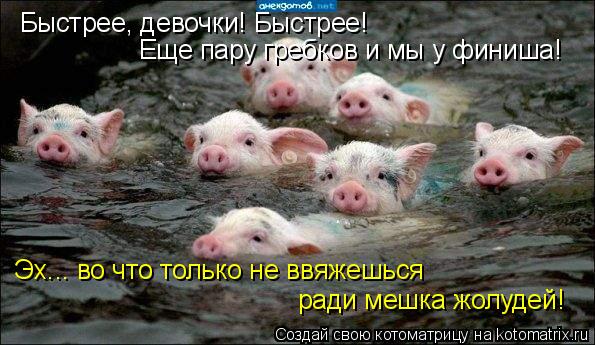 Быстрее, девочки! Быстрее! Эх... во что только не ввяжешься ради мешка жолудей! Еще пару гребков и м... Котоматрица: Быстрее, девочки! Быстрее! Эх... во что только не ввяжешься ради мешка жолудей! Еще пару гребков и мы у финиша!