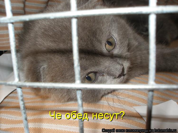 Че обед несут?... Котоматрица: Че обед несут?