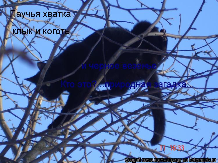 Паучья хватка клык и коготь и черное везенье Кто это?...природная загадка...... Котоматрица: Паучья хватка клык и коготь и черное везенье Кто это?...природная загадка...