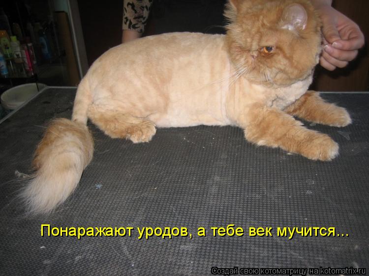 Котоматрица: Понаражают уродов, а тебе век мучится...