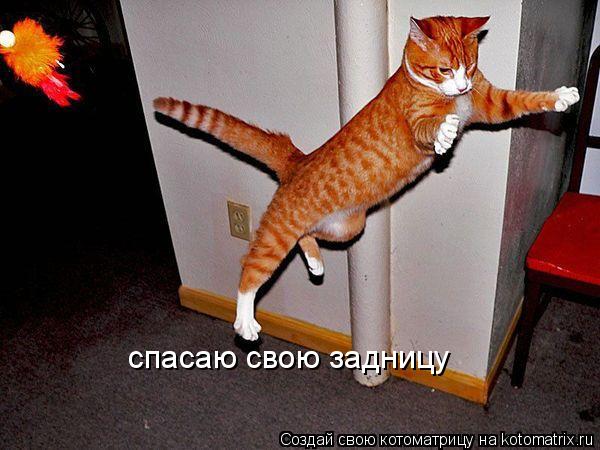 Котоматрица: спасаю свою задницу