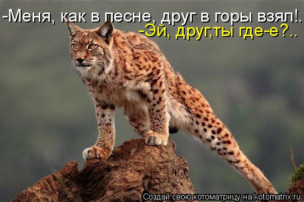 -Меня, как в песне, друг в горы взял!. -Эй, друг,ты где-е?..... Котоматрица: -Меня, как в песне, друг в горы взял!. -Эй, друг,ты где-е?..